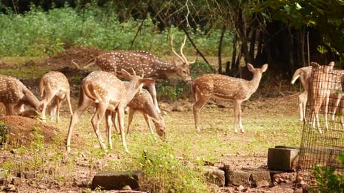 Moving deers in forest