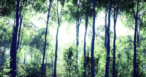Sunlight Filters Through Dense Green Forest Foliage During Early Morning
