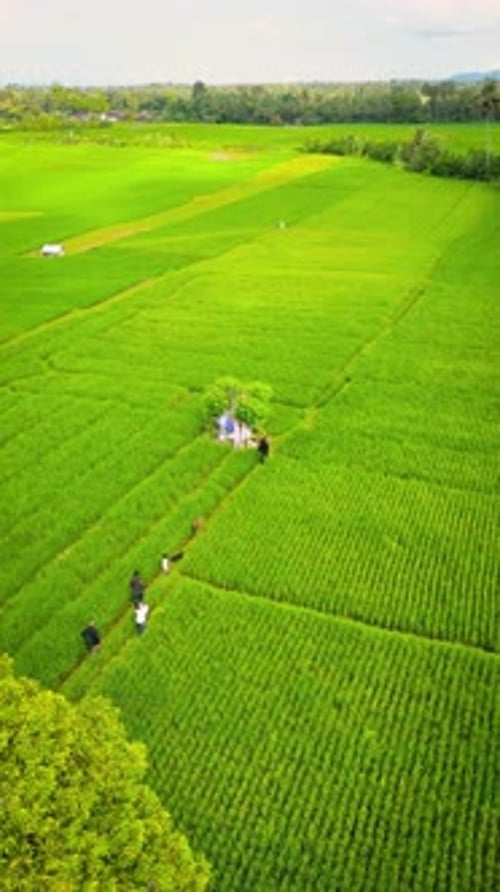 Tabanan Bali Rice Fields Aerial