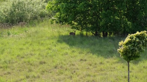 Reh versteckt sich im grünen Gras in Danzig, Polen, Europa, Reh, Capreolus Capreolus, Futter und