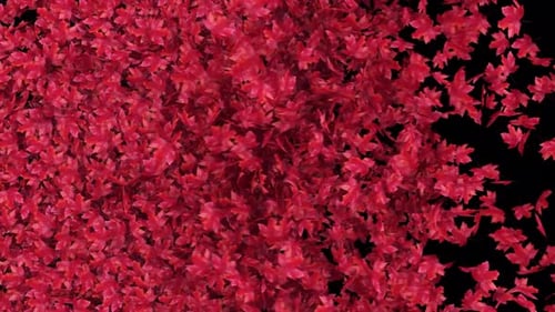 Red Maple Leaves Transition