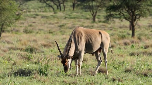 Eland Antelope Feeding In Natural Habitat, South Africa