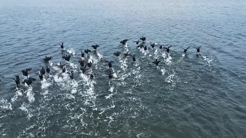 Flock of Dark Birds Takes Flight on Water