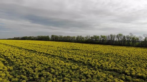 Luftaufnahme des blühenden Rapsfeldes