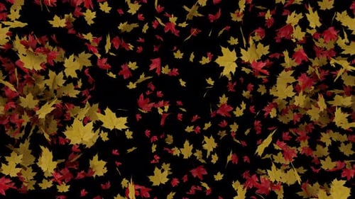Maple Leaves Burst sur Alpha Channel 4K.