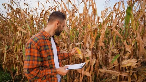 Adult Man Inspecting Corn in Rural Cornfield