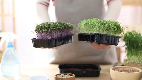 Mujer sosteniendo recipientes con microvegetales frescos en el interior, de cerca
