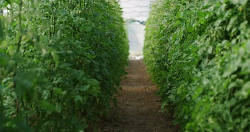 Tomato Plants Growing in a Greenhouse