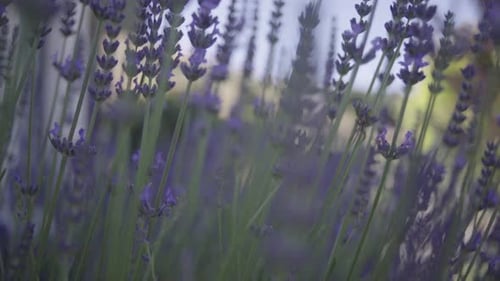 pulling out from the lavender flowers to the sun