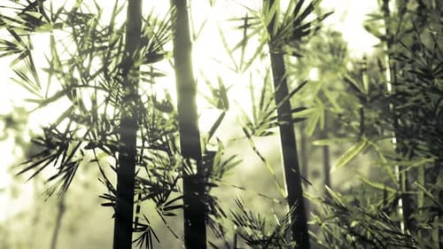 Sunlight Through Bamboo Forest: Serene Nature Animation