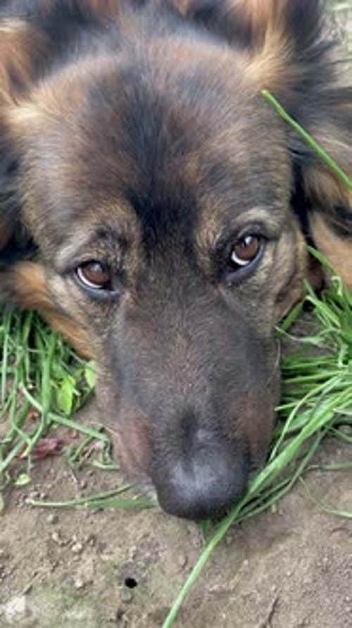 Close Up of a Long-Haired Dog Resting