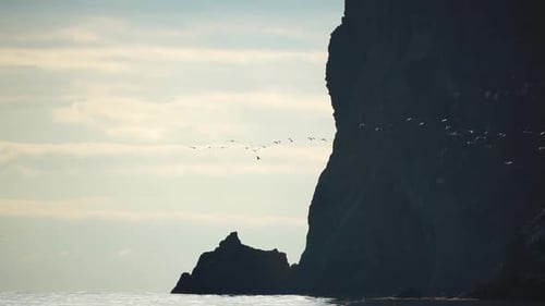 a Flock or School of Migratory Birds Flies Under a Clear Sunset Sky Over the Sea Along the Coast