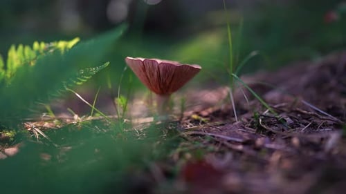 Slow motion mushroom in forest