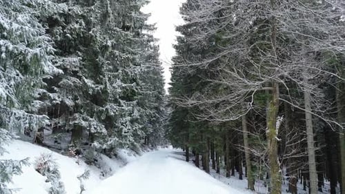 Low altitude winter forest road aerial perspective.