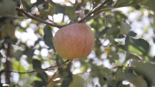 Ripe Apple Hanging on a Branch in an Orchard