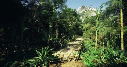 Walking Through a Lush Tropical Jungle Forest Path