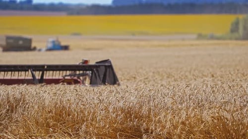 Detail view on knives of combine. Part of agricultural equipment cutting yellow ears of wheat.