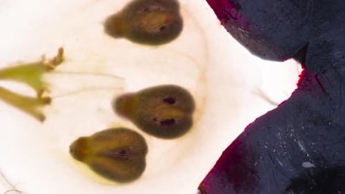 Black Grape Cutting and Crushing Macro View