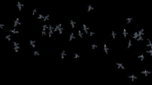 15 Krähen, Vogelfledermaus, fliegend, HD