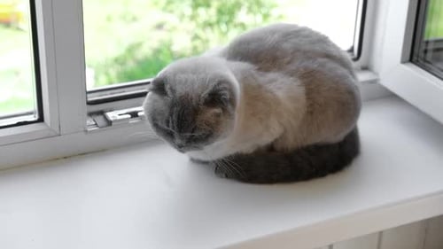 Gray and White Cat Relaxing on Window Sill