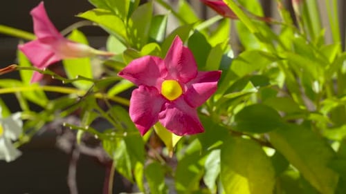 Pink petals with lush yellow interiors in close up.