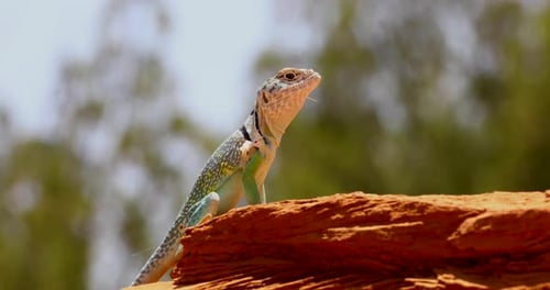 Vidéo statique en gros plan d'un lézard à col oriental mâle Crotaphytus collaris