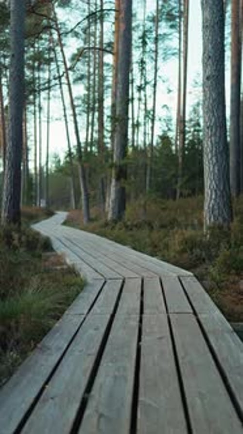 Narrow Wooden Path Into Dense Pine Woods Slender Wooden Walkway Leading Into Towering Pines