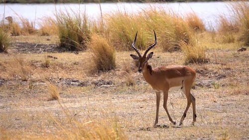 Male Impala walking with oxpecker bird on Head