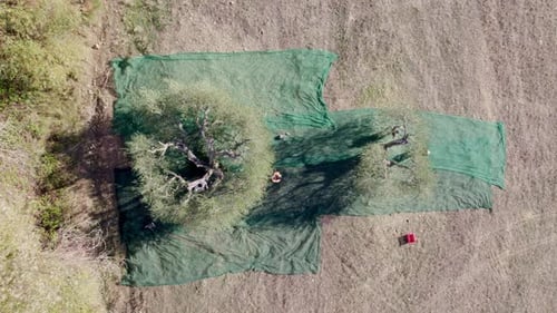 Aerial view of olive tree harvest in autumn, Pienza, Tuscany, Italy.