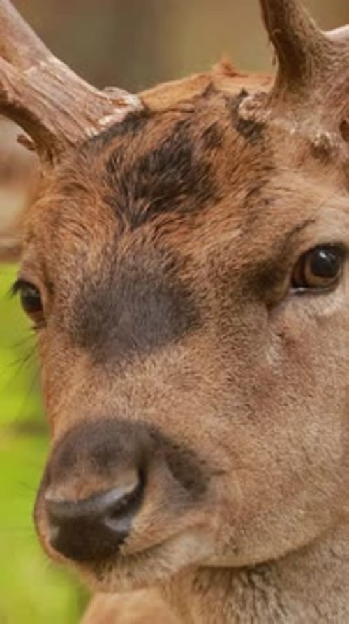 Fallow Deer Or Dama Dama