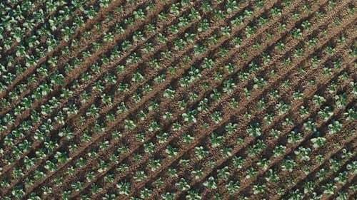 Aerial Top Down View Farmland Agricultural Field Plantation Agriculture Industry Drone Shot Flying