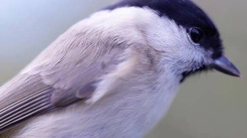 Filmmusik 4K-Makroaufnahme in Zeitlupe eines Vogels, der zu einem Vogelhäuschen fliegt und Samen frisst.