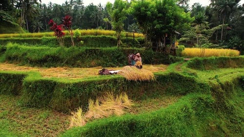 Tegalalang Rice Terrace Drone Flys Over Man Threshing in Ubud, Bali