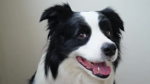 Funny Emotional Dog