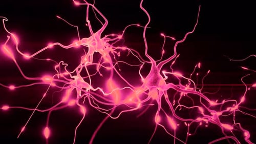 Brain Neurons. Nerve cells Activity