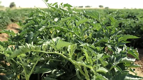Tomato Plants Growing in an Open Field