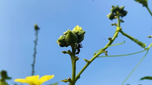 Nahaufnahme einer schwarzen Zimmermannsameise, die auf einer Pflanzenknospe kriecht