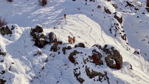 Wild mountain goat and its kids in the snow