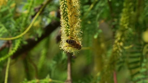 Close up shot of European honeybee lands on a fluffy Honey Mesquite (Prosopis glandulosa) flower, co