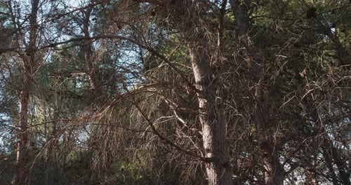 Trees Silhouetted Against a Bright Blue Sky