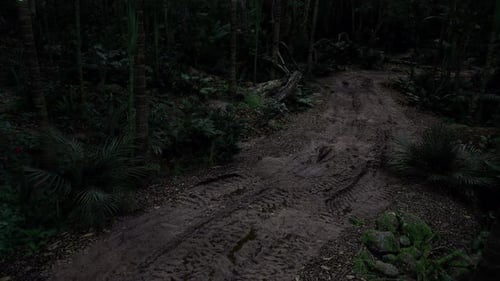 Serene Nighttime Walk Beneath Thick Tree Branches and Foliage