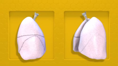 3D Animated Human Lungs Rotating and Breathing Medical Concept