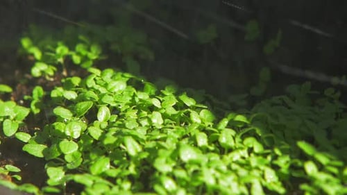 Close up of oregano leaves while watering.