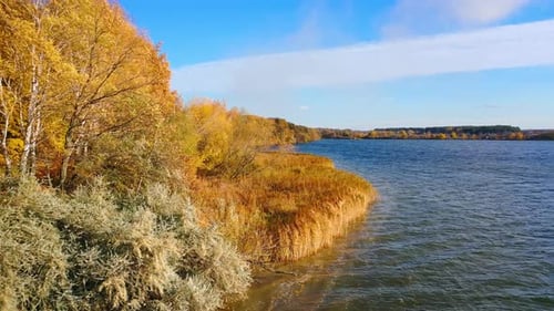 Bright colors of golden trees near the lake in autumn. Amazing natural landscape in the countryside.