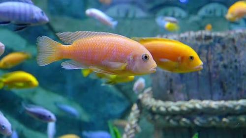 Wunderschöne tropische Fische in einem Aquarium oder Meer in der Nähe