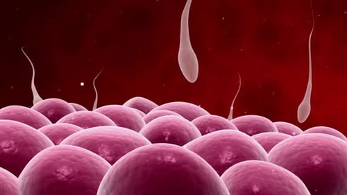 3D Animated Sperm Fertilizing Egg Cell Microscopic View