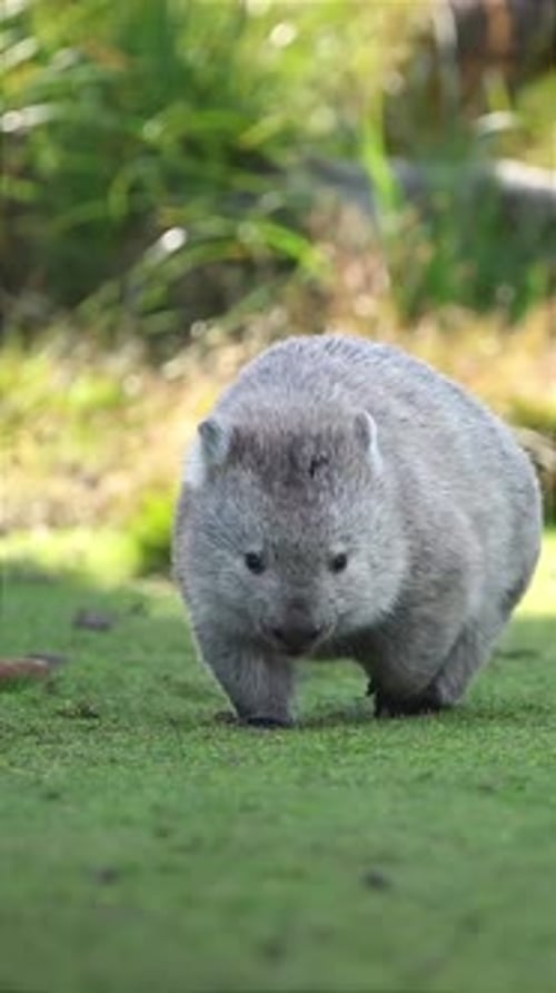 Portrait de Vombatus ursinus marchant dans le parc