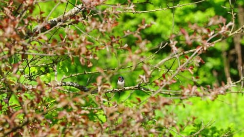 Swallow sits in bush with green background during calm spring morning
