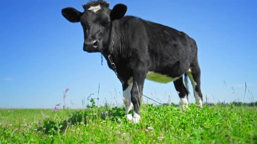 Cow grazing on the green meadow in a sunny day