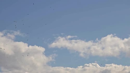 Flock of Birds Flying Across Cloudy Sky